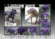 New Litter 7 Blue Bone Tri Color Pups